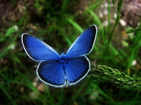 Butterfly - insect, butterfly, blue, wing