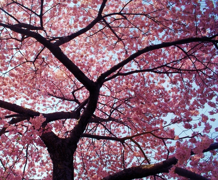 Spring - blossom, tree, cherry, flower, spring