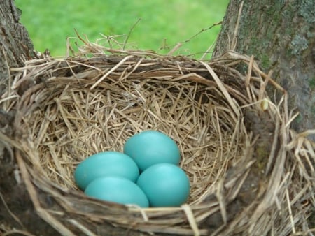 Blue eggs