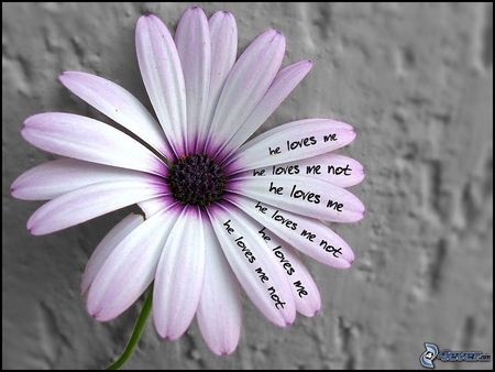 love me love me not - flowers, emotion, love, photography