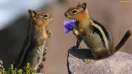 for me? - love, squirrels, animals, photography