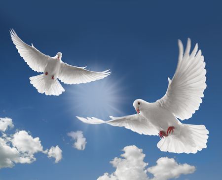 Doves - white, flight, dove, bird