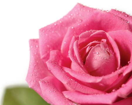 Rose - pink, rain, rose, dew, flower