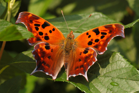 Butterfly - insect, beauty, butterfly, wing