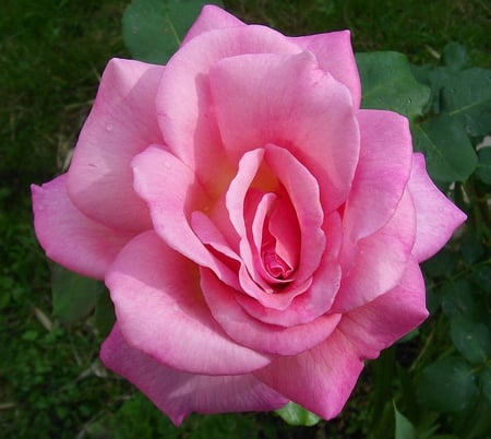 Rose - rose, beauty, flower, pink