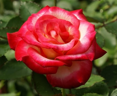 Rose - rose, beauty, flower, red