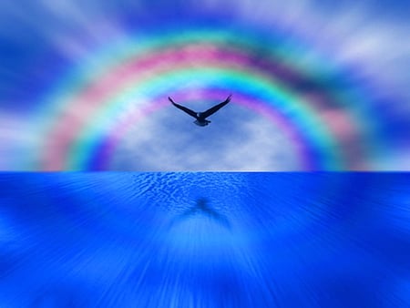 Rainbow flight - rainbow, reflection, clouds, blue, water, bird