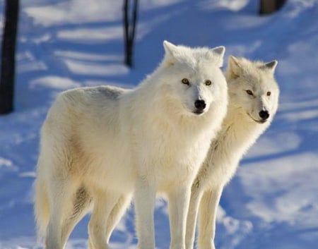 Arctic beauties - white, winter, cold, snow, pair, wolves