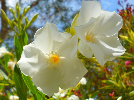 Two white flowers - white, nature, flowers, plants