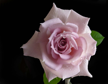 rose - pretty, rose, nice, lovely, pink