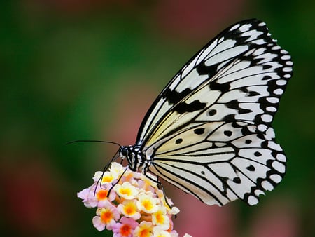 butterfly - nice, free, pretty, animal, lovely