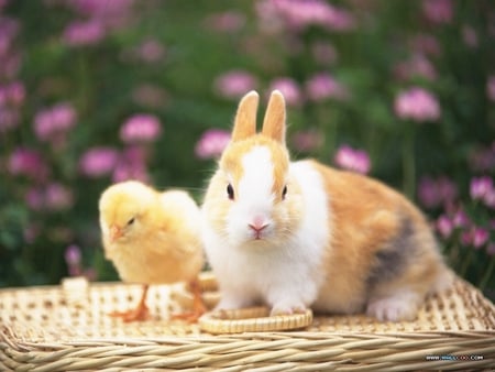 Cute - rabbit, duck, animals, animal, cute