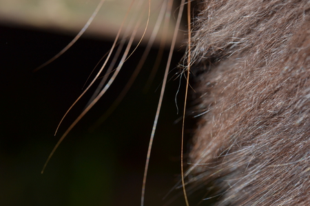 Mrs B  whiskers - macro, whiskers, lol, mrs b