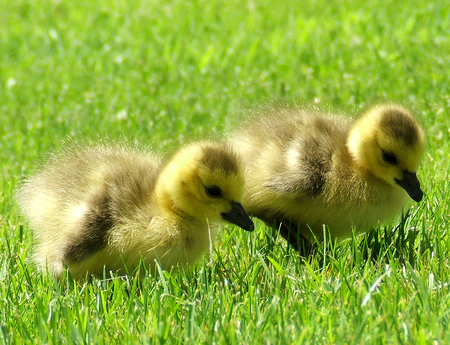 2 cute ducks - duck, animal, cute, ducks, animals