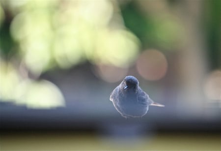 bird - free, blue, animal, cute, bird