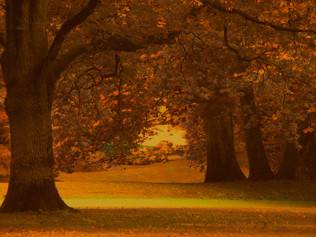 Autumn - leaves, forest, trees, autumn