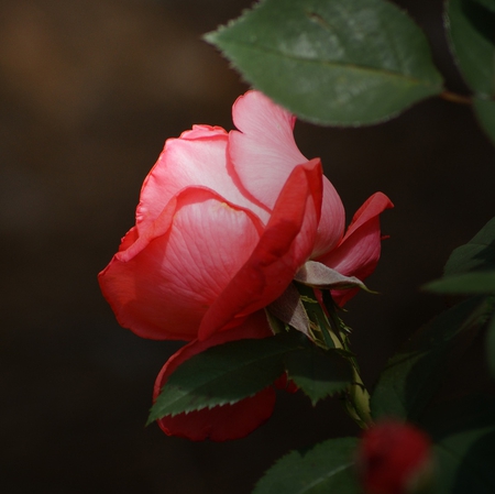 Soft Rose with a Bow - rose, flower, petals, soft