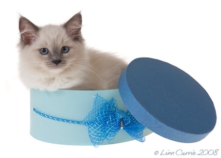 kitten - blue box, cat, animal, cute, kitten