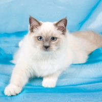 cute cat