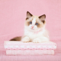 cute cat