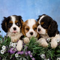 Cute dogs