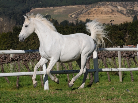 horse - nice, animal, lovely, horse