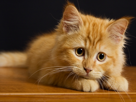 cute kitten - animal, cute, cat, kitten