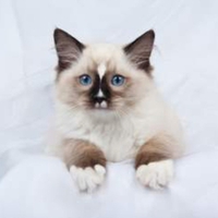 kitten