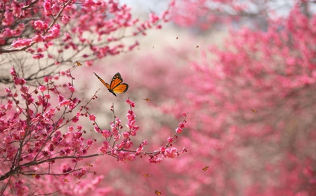 lovely (butterfly) - nice, butterfly, pink, flowers, lovely