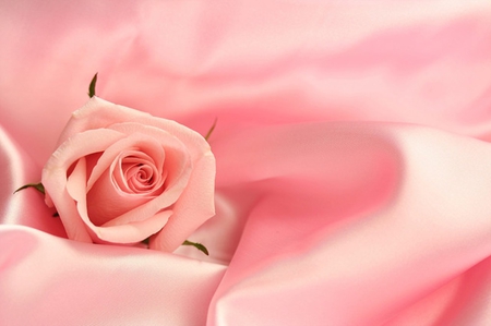 pink rose - nice, lovely, rose, pink