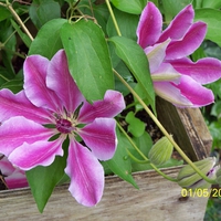 PRETTY WHITE AND PINK