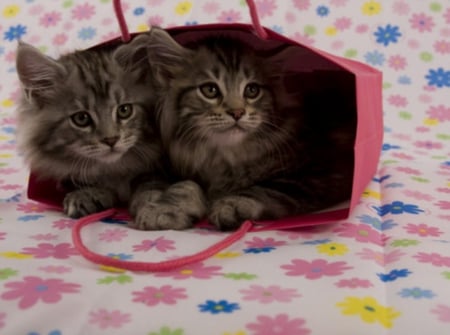 kittens - cat, kittens, animals, cats, cute