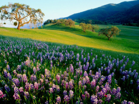 Lovely - nice, flowers, lovely, trees