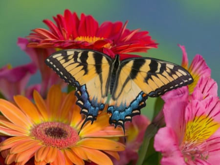 butterfly - nice, flowers, pretty, lovely