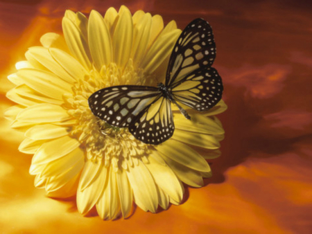 black-and-yellow-butterfly-on-yellow-flower - nice, butterfly, yellow, lovely, flower