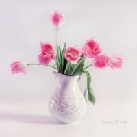 Soft pink tulips