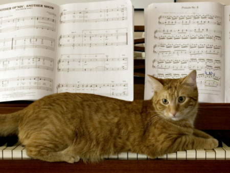 Cute cat - animal, piano, cute, cat