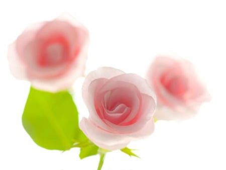 pink roses - nice, roses, pink, lovely, rose