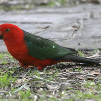 KING PARROT