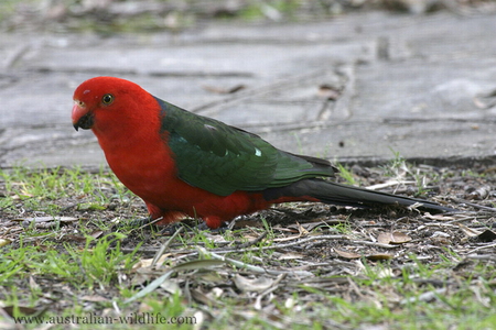 KING PARROT - bird, parrot, red, green