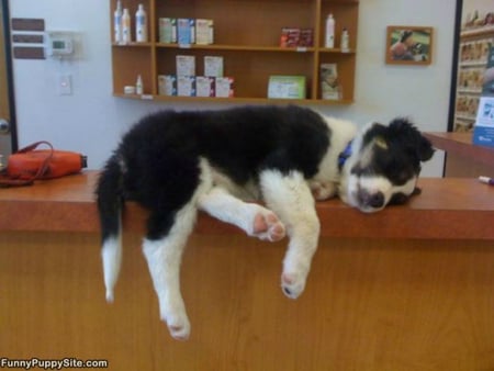 i sleep right now - animal, sleep, funny, cute, dog