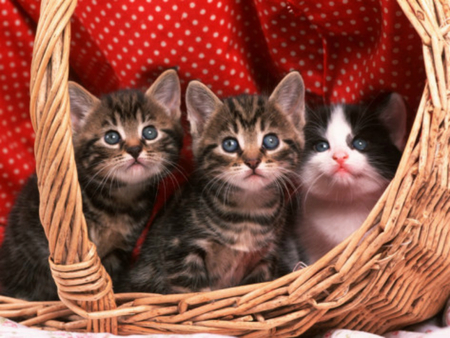 kittens - cat, cats, kittens, animals