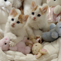 kittens