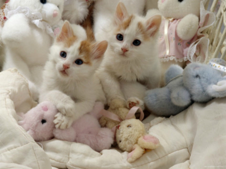 kittens - cute, cats, kittens, animals