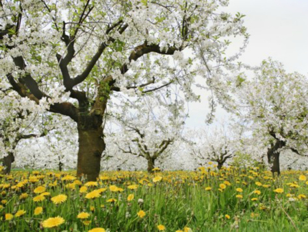 nice - flowers, pretty, nice, lovely, tree