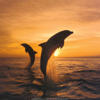 dolphins at a sunset