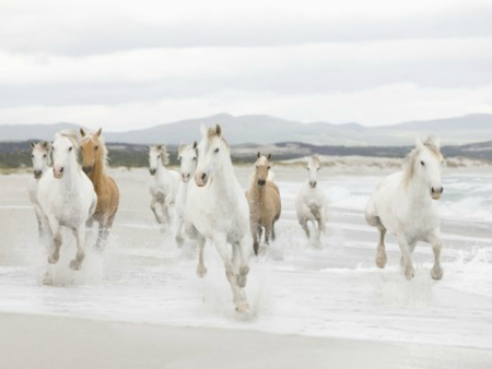 Horses on a beach - animal, horse, horses, animals