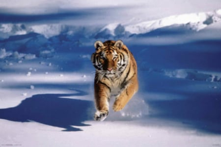 tiger - animal, cute, cat, big cat