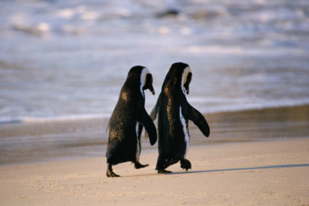 BFF's - penguin, penguins, cute, animals