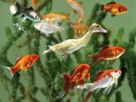 duckling-swims-underwater-among-goldfish - duck, cute, fish, animals